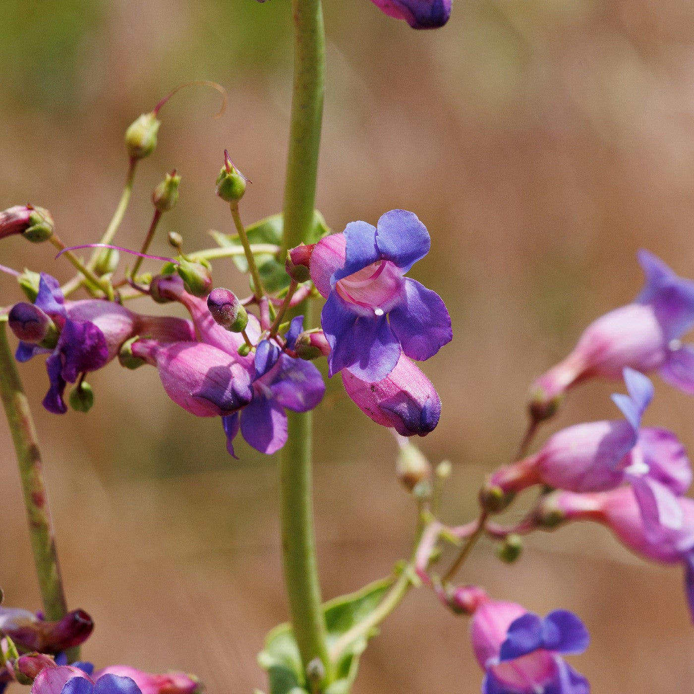 Beardtongue Showy Seeds (Penstemon spectabilis)