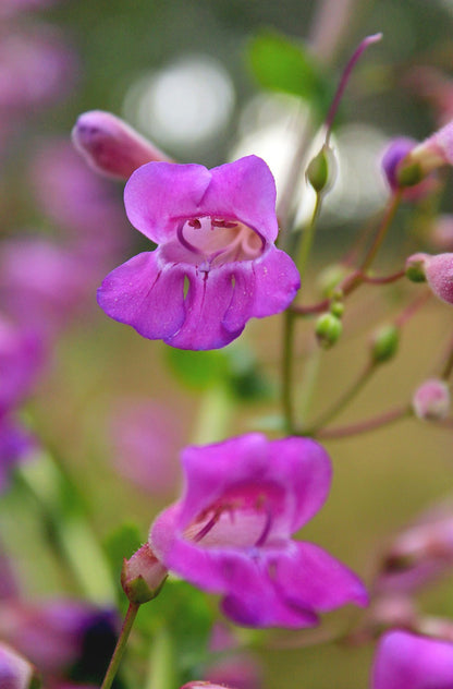 Beardtongue Showy Seeds (Penstemon spectabilis)