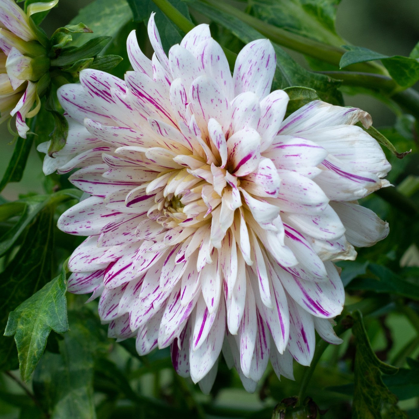 Dahlia Decorative Smokey