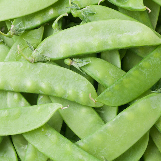 ORGANIC Pea - Snow Pea Seeds