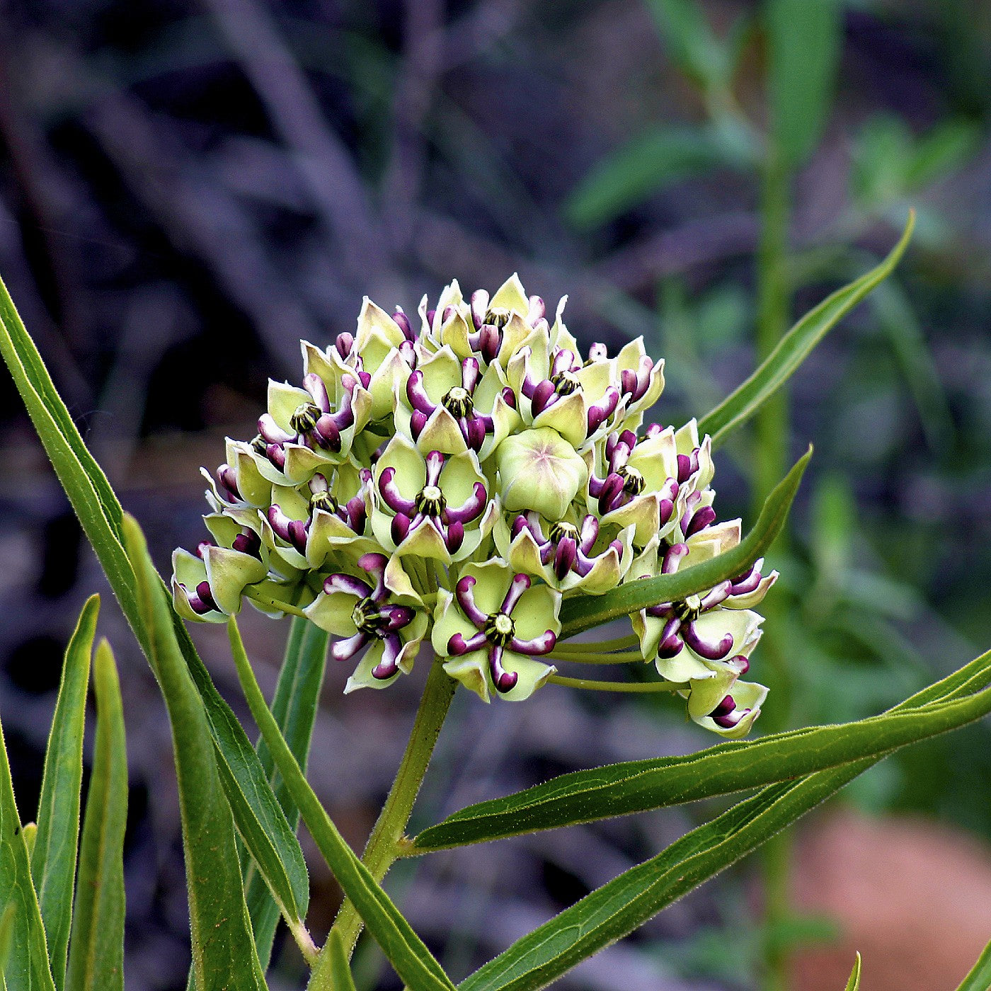 Milkweed Spider Seeds (Asclepias viridis)