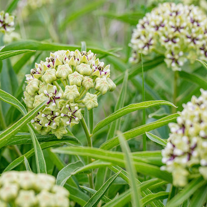 Milkweed Spider Seeds (Asclepias viridis)