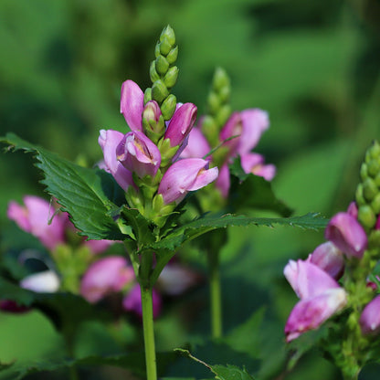 Turtlehead Pink Seeds (Chelone obliqua)