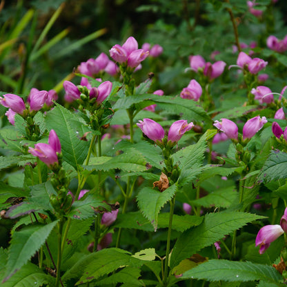 Turtlehead Pink Seeds (Chelone obliqua)