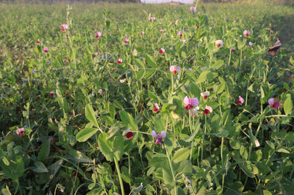 Annual Cover Crop Seed Mix