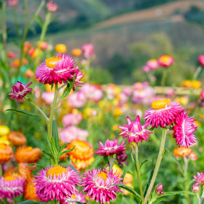 How to Grow Strawflowers: 5 Tips for Growing Strawflowers