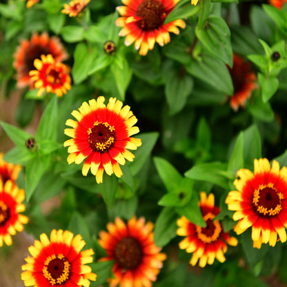 Zinnia Sombrero Seeds (Zinnia elegans)