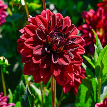 Dahlia Decorative 'Arabian Night'