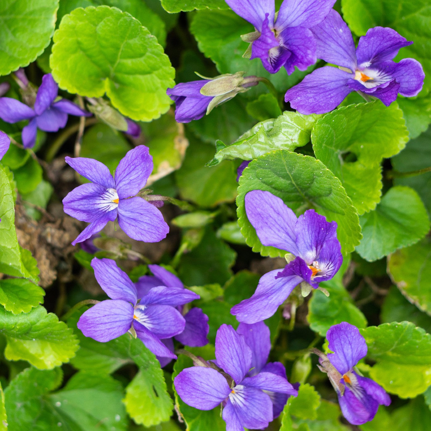 Native violet deals seeds