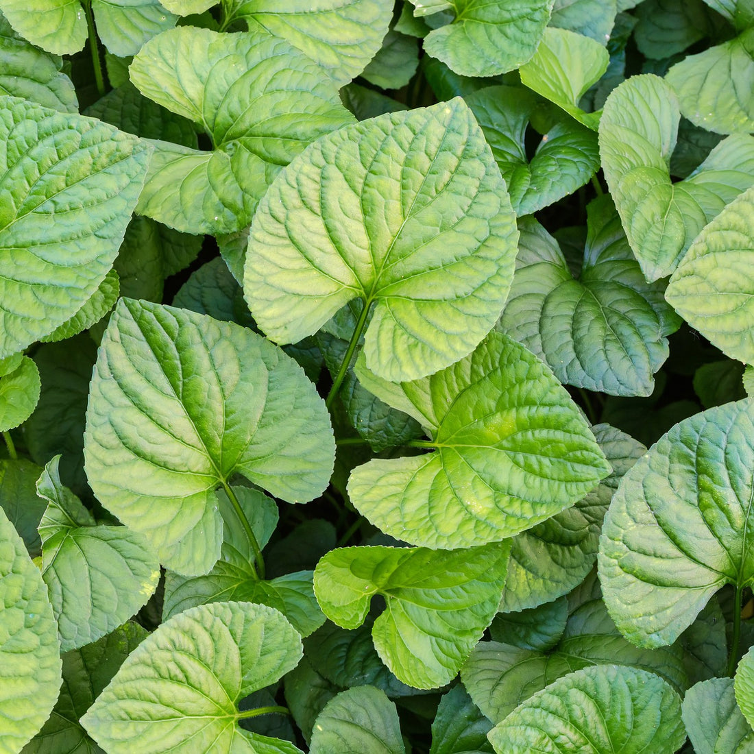 Wild Ginger Seeds (Asarum canadense) – Vermont Wildflower Farm