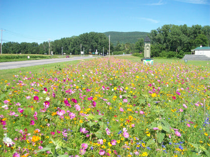 Countryside Wildflower Seed Mix