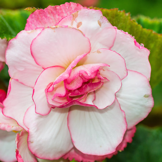 Begonia Double Bouton de Rose