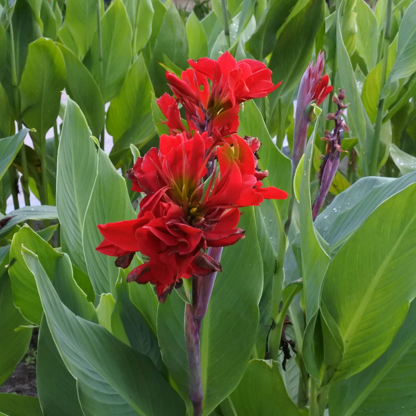 Canna Lily Red Dazzler