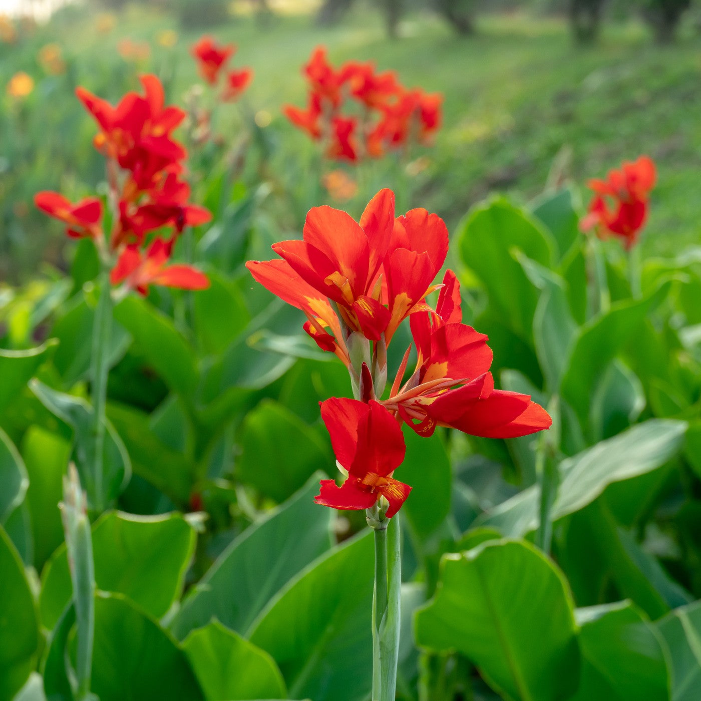 Canna Lily Red Dazzler