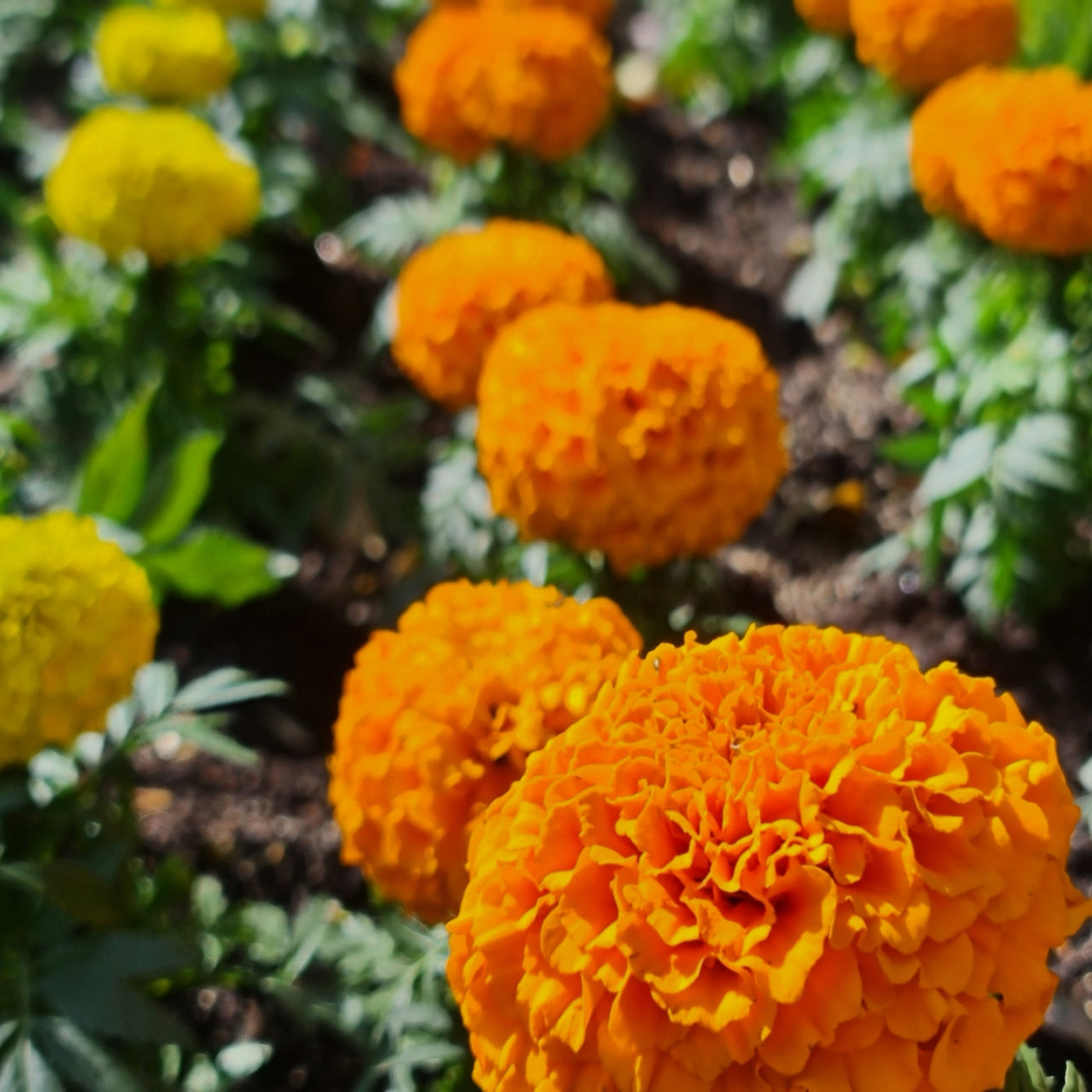 Marigold Crackerjack Mix Seeds (Tagetes Erecta) – Vermont Wildflower Farm