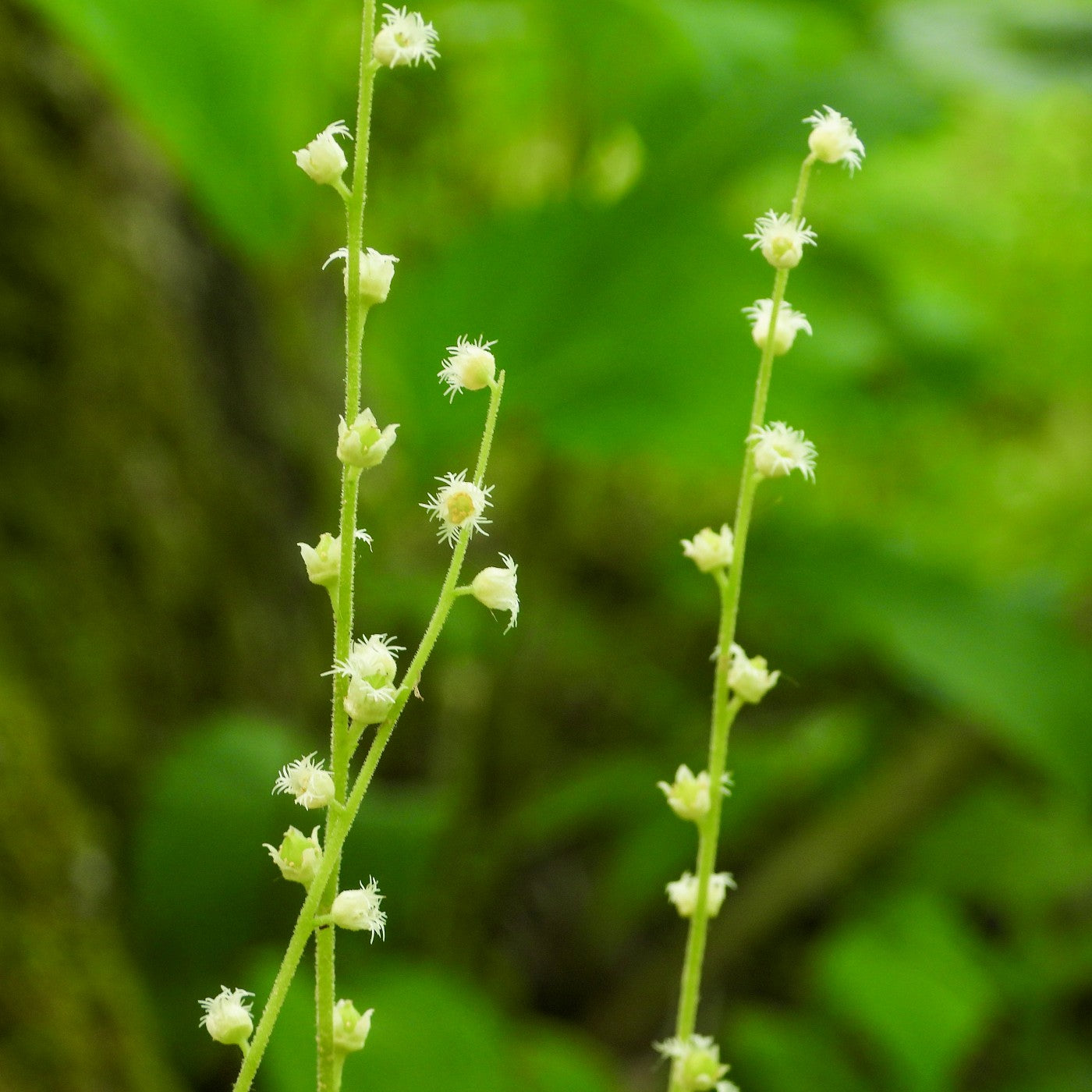 Bishop's Cap Seeds (Mitella diphylla)