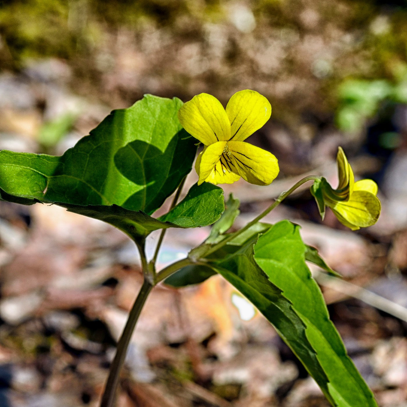 Wild Yellow Violet Seeds (Viola eriocarpa)