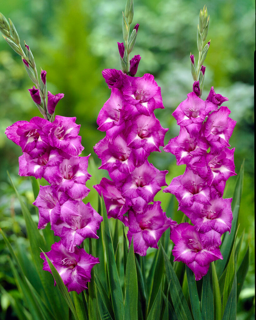 Gladiolus Blue Isle – Vermont Wildflower Farm