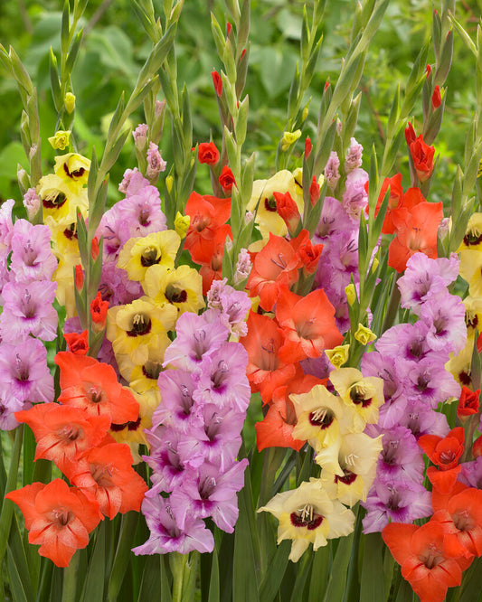 Gladiolus Parrot Mixture