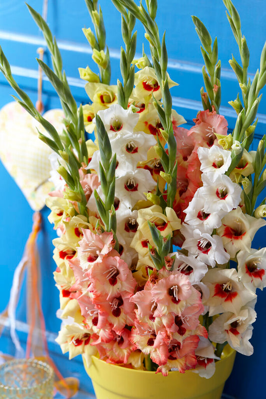 Gladiolus Dazzling Tangerine