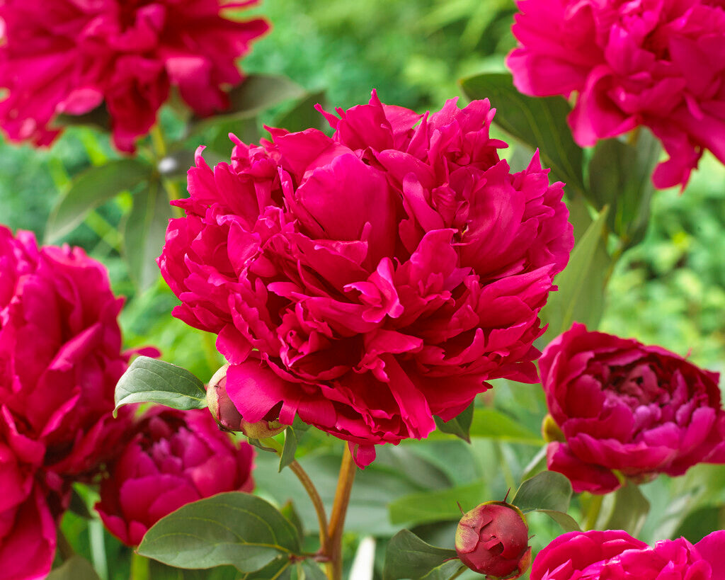 Garden Peony Red Charm