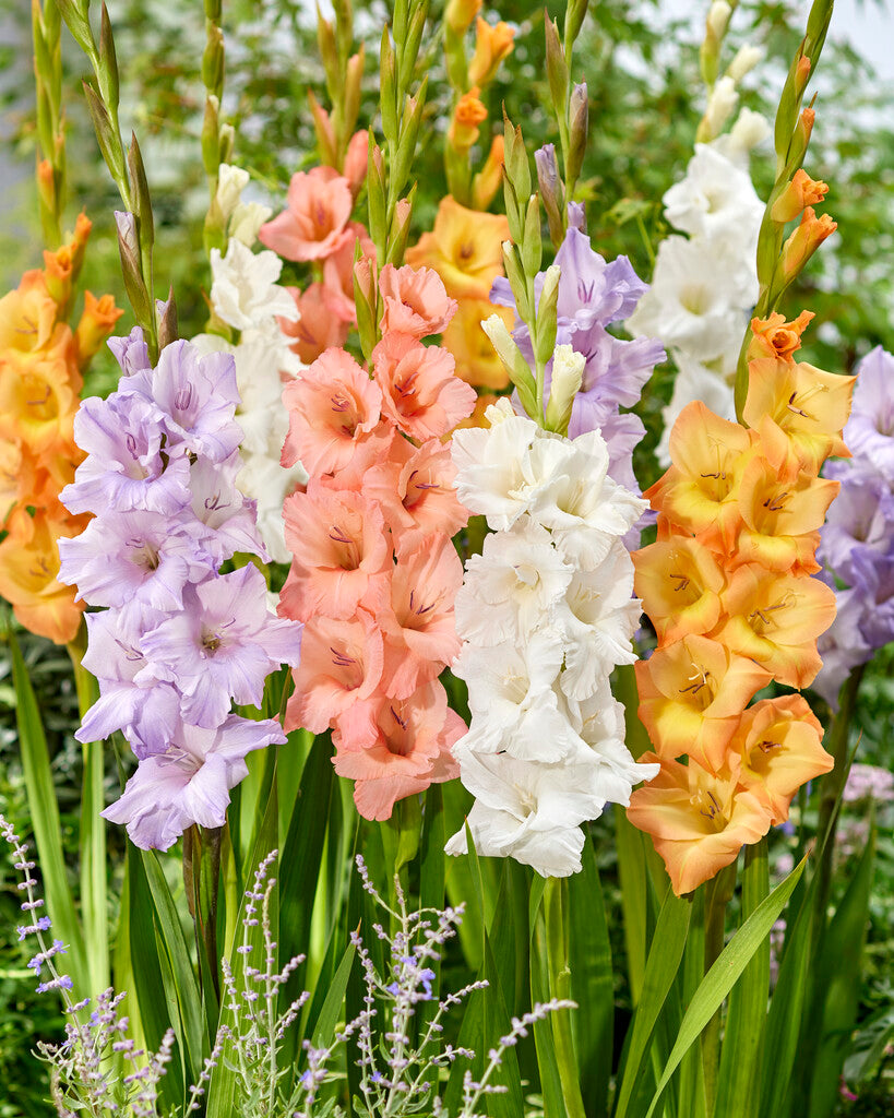 Gladiolus 'Pastel Blend' Value