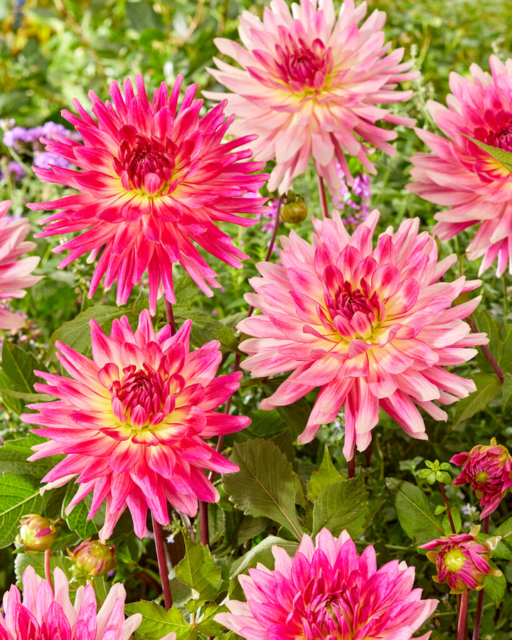 Dahlias – Vermont Wildflower Farm