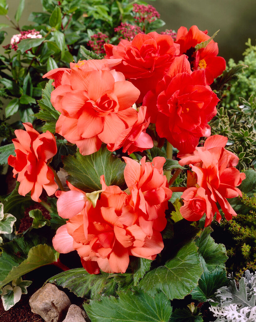 Begonia Superba Salmon