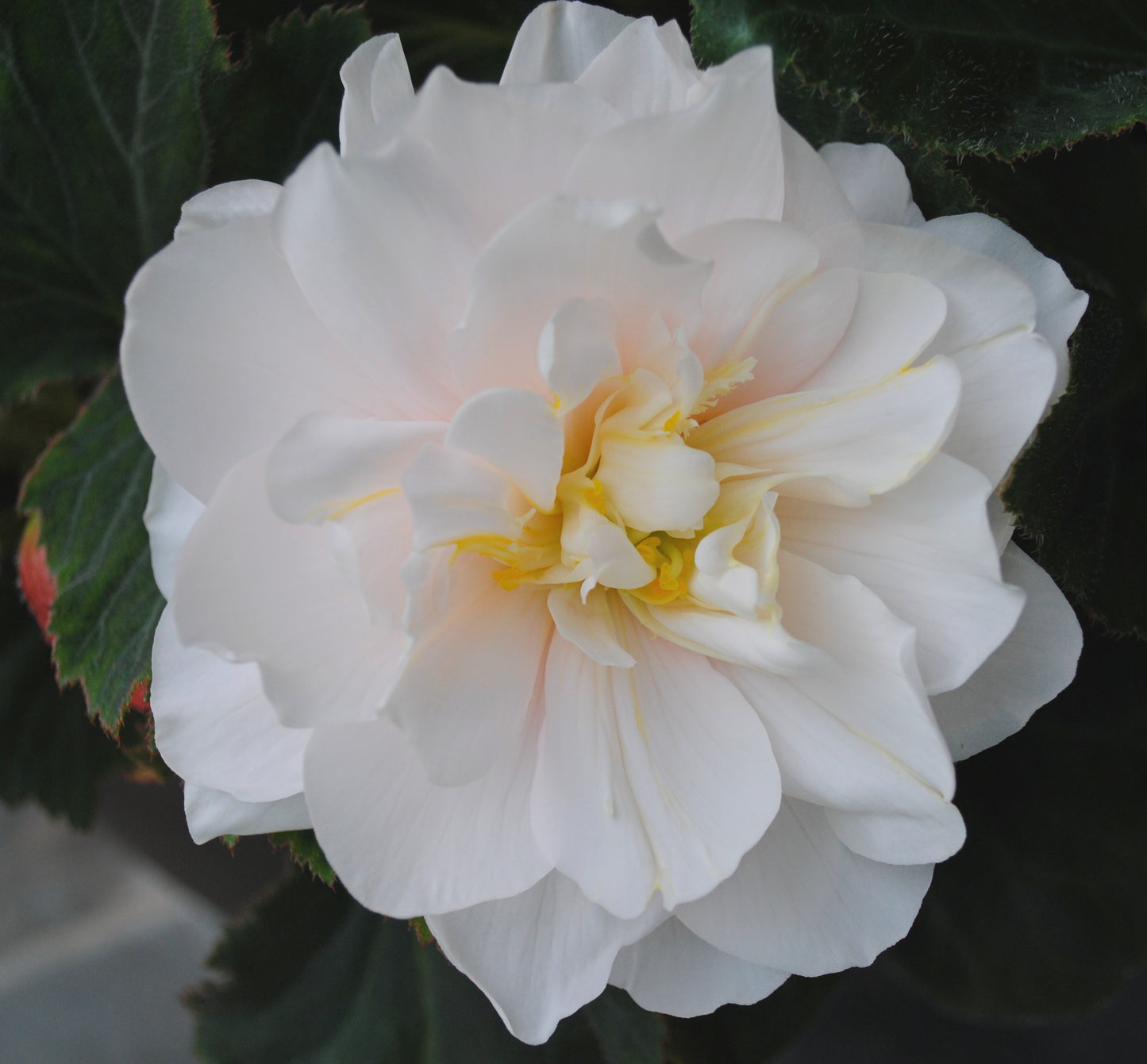 Begonia odorata Angelique