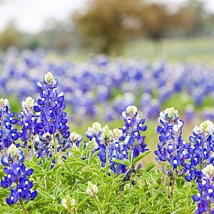 Texas Wildflower Mix Gift Packets
