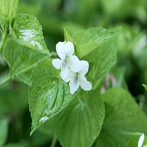 White Violet Seeds (Viola striata)