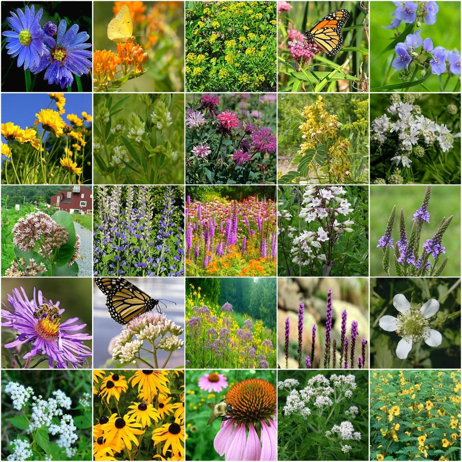 Specialized Wildflower Mixes – Vermont Wildflower Farm