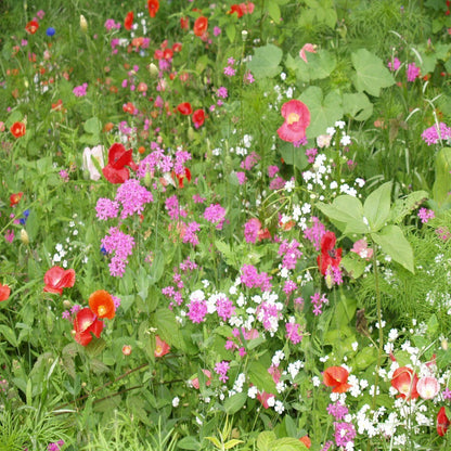 Dry Meadow Wildflower Seed Mix