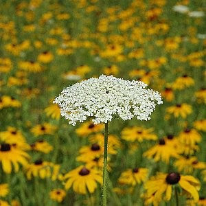 Queen Anne's Lace - (Bishop's Flower) Seeds – Vermont Wildflower Farm