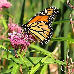 Milkweed Swamp Seeds (Asclepias incarnata) – Vermont Wildflower Farm