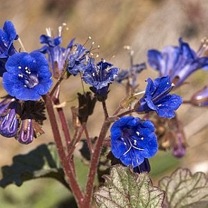 California Bluebell Seeds (Phacelia campanularia) – Vermont Wildflower Farm