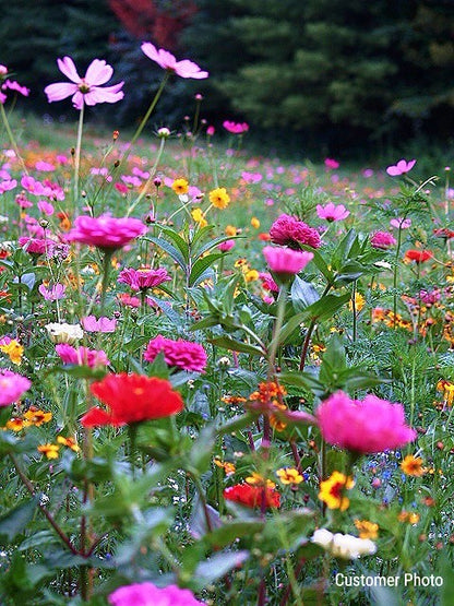 Sowing Perennial Wildflower Seeds For Success