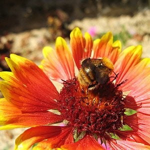 Blanket Flower Seeds (Gaillardia aristata) – Vermont Wildflower Farm