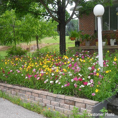 A Wildflower Garden In Your Backyard