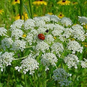 Buy queen on sale anne's lace